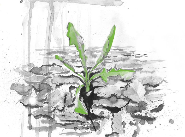 Illustration „Löwenzahn“ von Birgit Kloppenburg in Aquarell. Ein Löwenzahn wächst aus dem Boden.